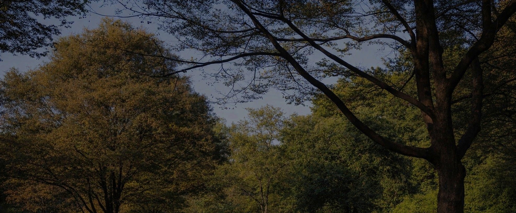 Calm outdoor scene representing rest and recovery during a TMJ flare-up &mdash; the same principle applied to diet, posture, and stress